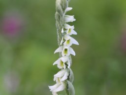 Spiranthes_spiralis